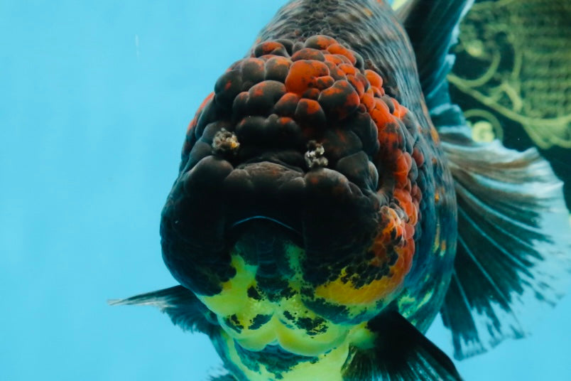 AAA Grade Tiger Yuanbao Female 5.5  inches #101025YB_28