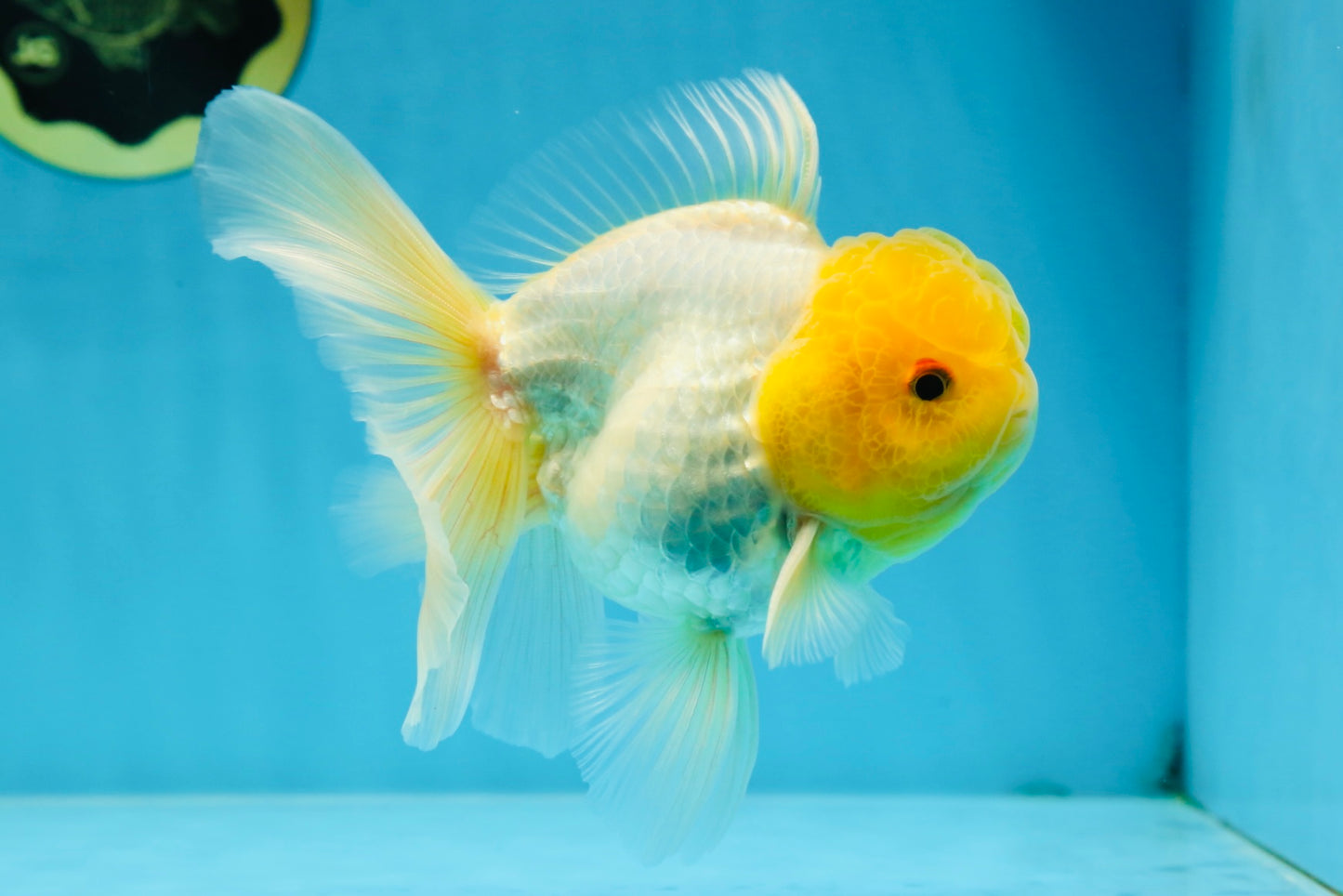 A Grade Lemonhead Oranda Male 5.5 inches #072525OR_10