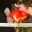 A Grade Godzilla Red White Oranda Male 7 inches #022726OR_12