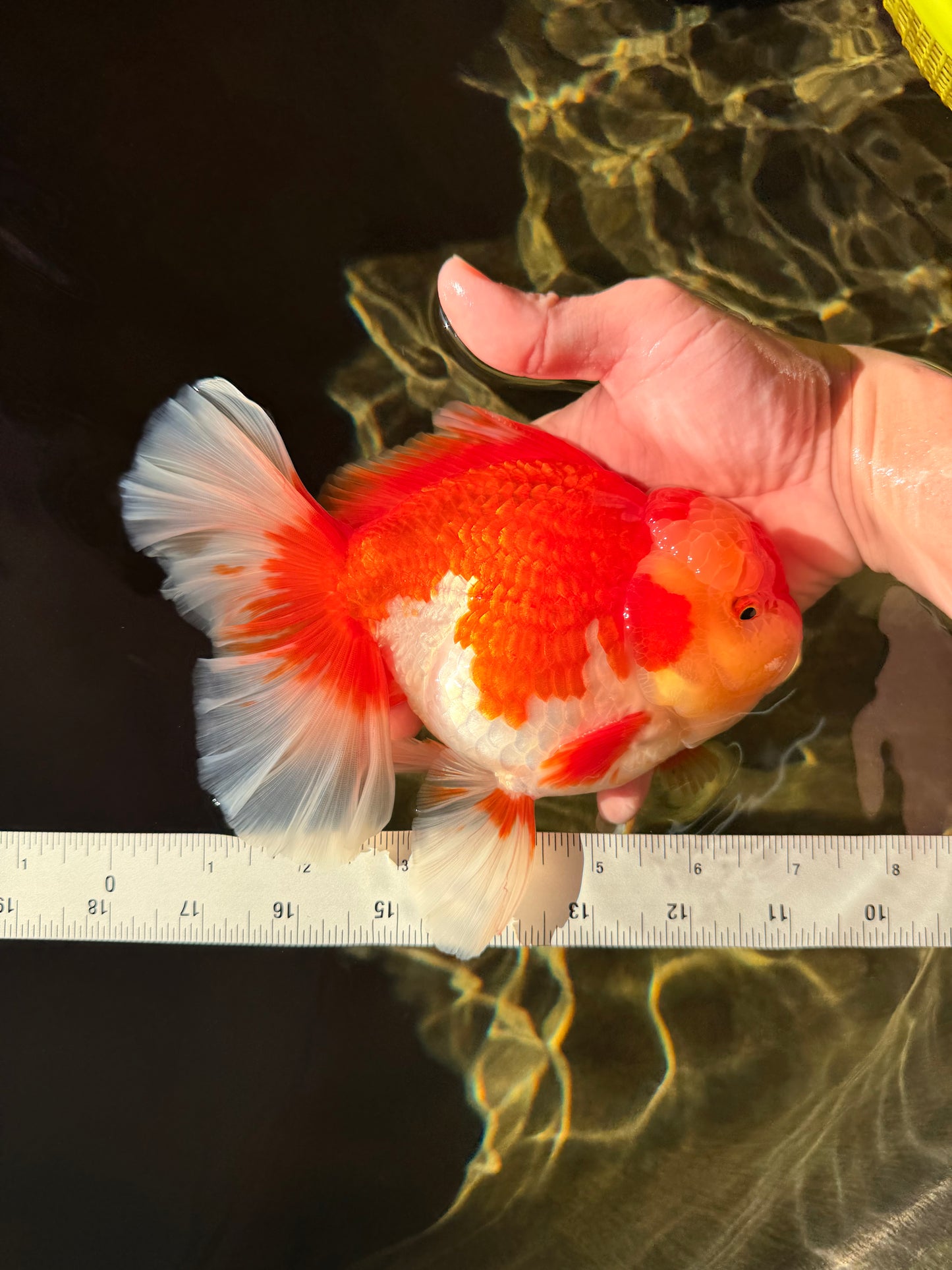 A Grade Godzilla Red White Oranda Male 7 inches #022726OR_12