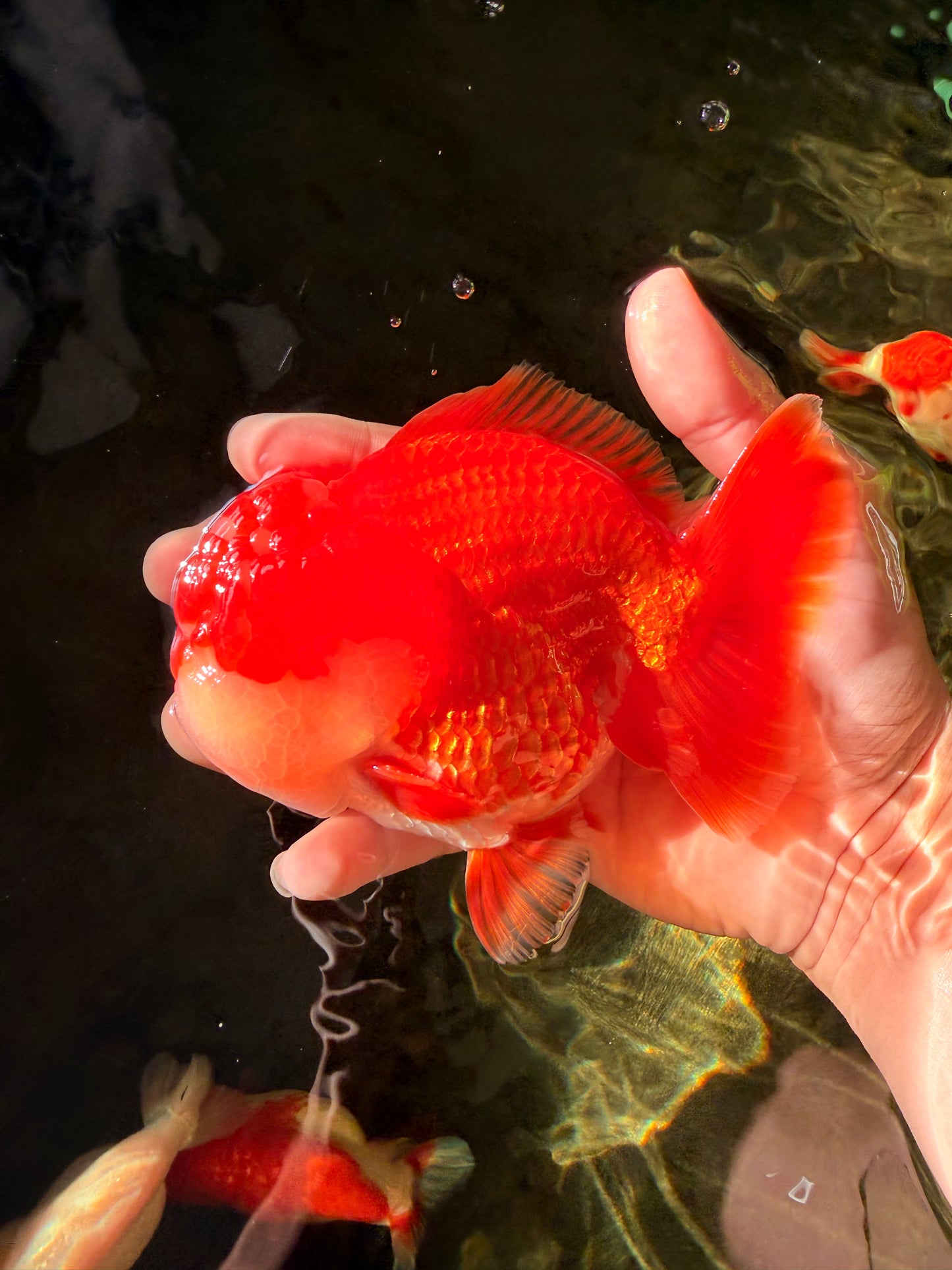 SUPER CUTE AAA Grade Godzilla Red White Yuanbao Male 5.5 inches #030626YB_09