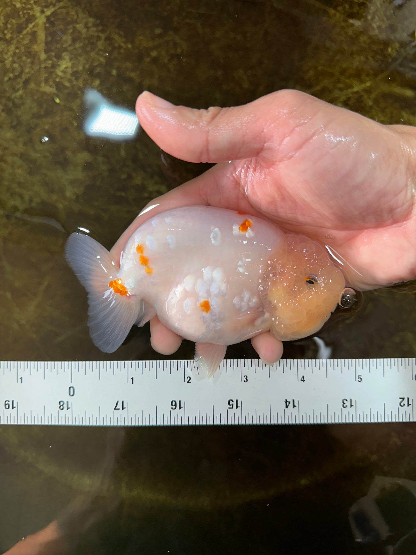 A Grade Red White Sakura Lionking 4.5 inches #080125LC_15