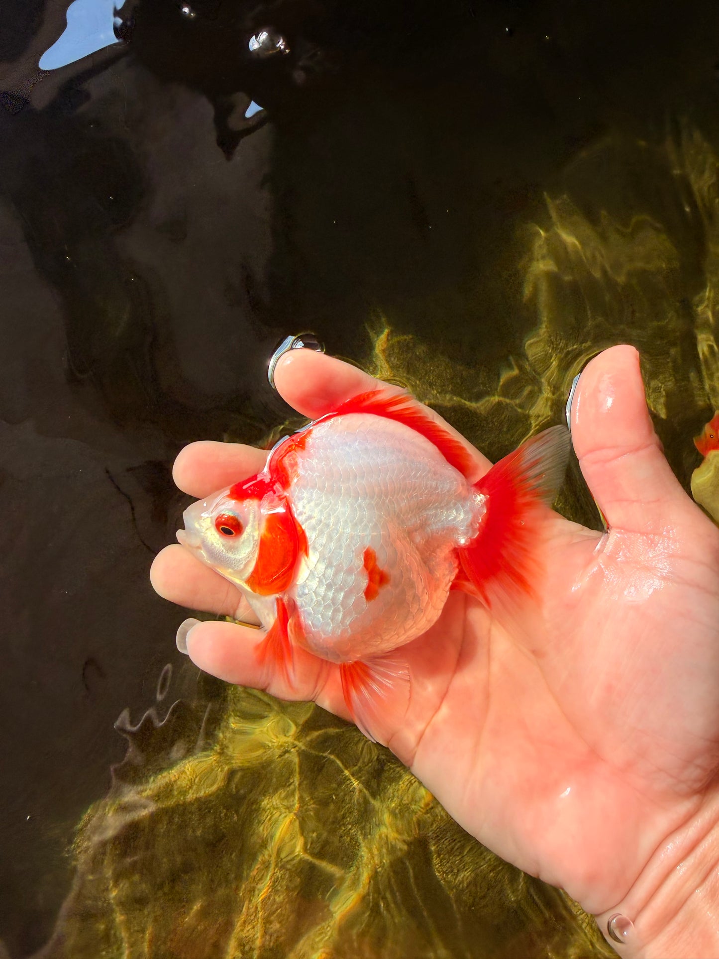 AAA Grade Red White Ryukin Female 4-4.5 inches #032726RK_25