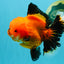 CHARLIE CHAPLIN AAA Grade Apache Oranda Female 5.5-6 inches #030626OR_27