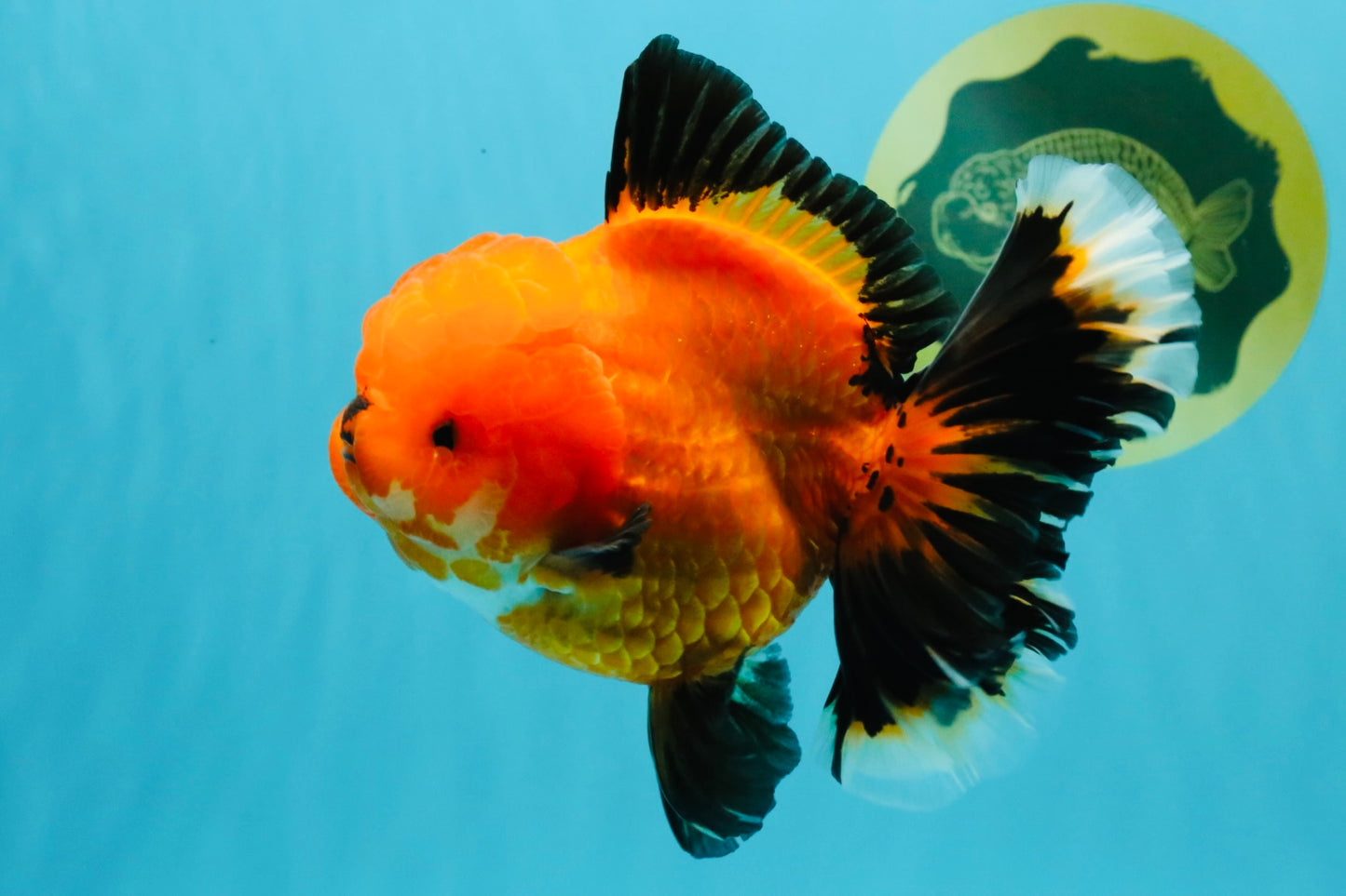 CHARLIE CHAPLIN AAA Grade Apache Oranda Female 5.5-6 inches #030626OR_27