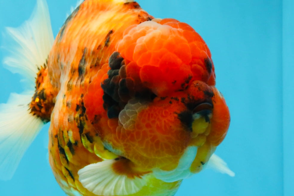 SUPER AAA Grade Godzilla Tiger Yuanbao Male 6.5 inches #022026YB_01