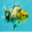 A Grade Marble Yuanbao Male 4.5-5 inches #073126YB_14
