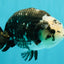 Ink Chinese Ranchu Male 5.5-6 inches #050826RC_13