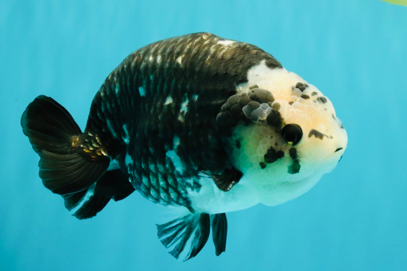 Ink Chinese Ranchu Male 5.5-6 inches #050826RC_13