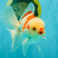 A Grade Red White Oranda Male 6 inches #071726OR_29