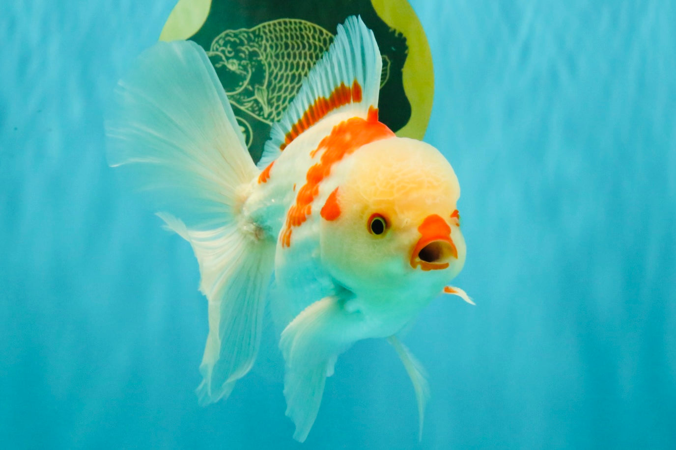 A Grade Red White Oranda Male 6 inches #071726OR_29
