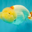 Red White LionChu Female 4.5-5 inches #050826LC_17