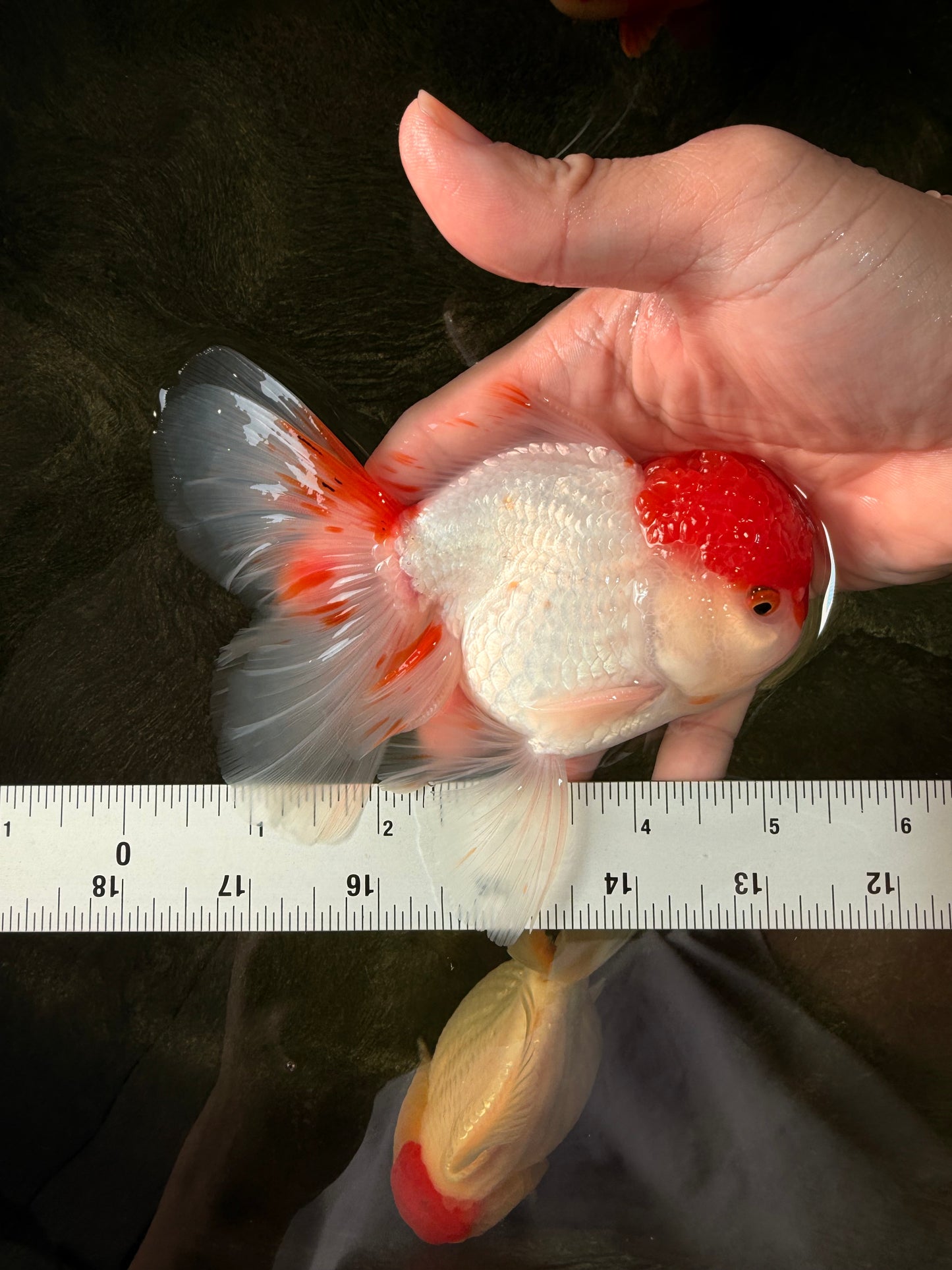 MARIO A Grade Tancho Red White Oranda Male 5-5.5 inches #031326OR_27
