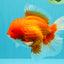 ANGER AAA Grade Red White Oranda Male 6 inches #032026OR_09