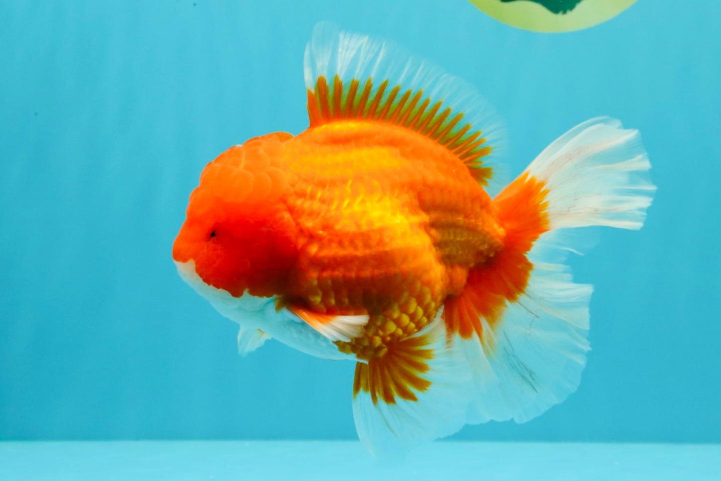 ANGER AAA Grade Red White Oranda Male 6 inches #032026OR_09