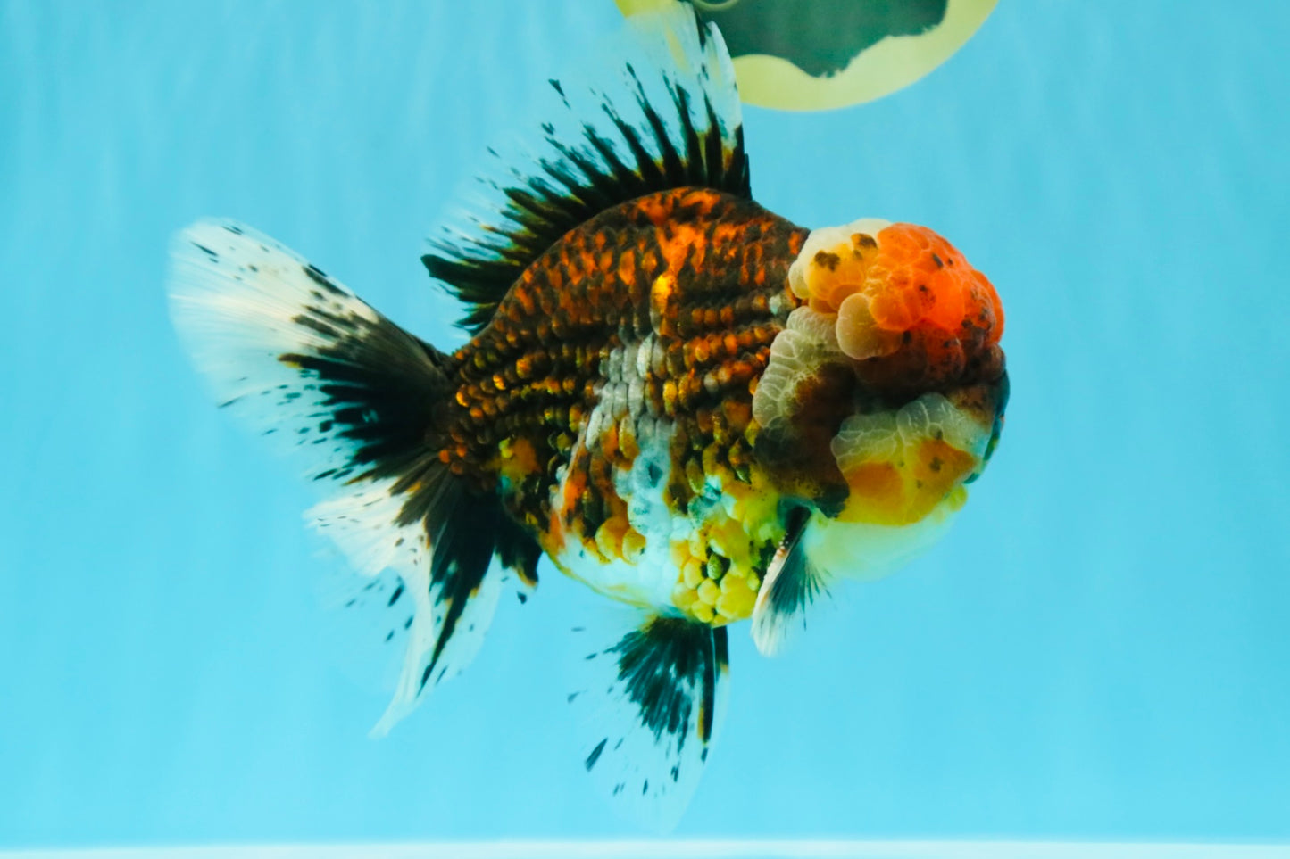 GIANT SUPER AAA Grade Godzilla Kirin Calico Oranda Male 6.5-7 inches #030626OR_06