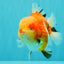 AAA Grade Sakura Yuanbao Male 5-5.5 inches #100226YB_06