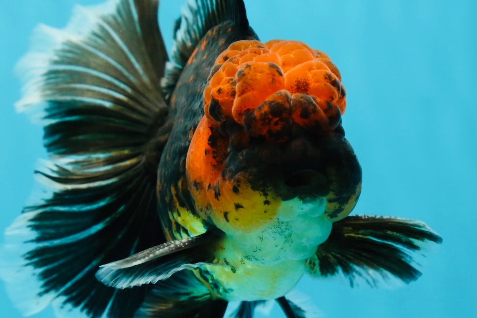 Macho oranda de cola rosa de tigre monstruo apache de grado AAA de 5 pulgadas n.º 1201OR_11