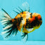 A Grade Calico Tiger Oranda Male 6.5-7 inches #080726OR_17