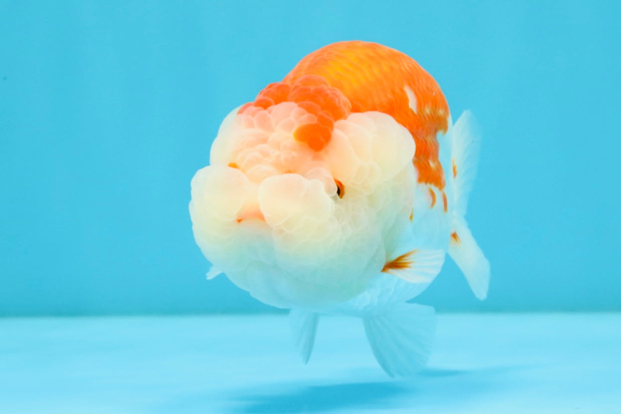 ADORABLE A Grade Red White LionKing 5 inches #032726LC_23