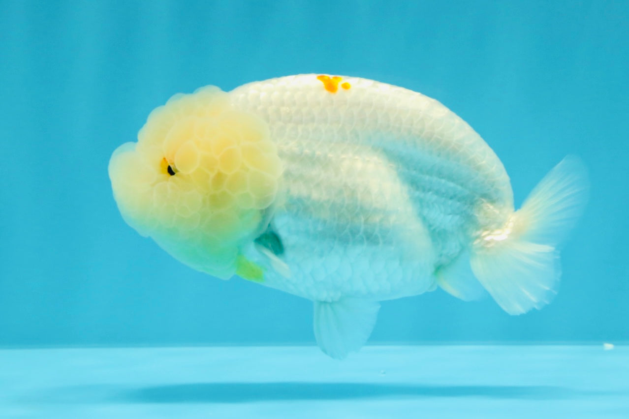 A Grade Dragon Head White LionQueen 4-4.5 inches #022726LC_23