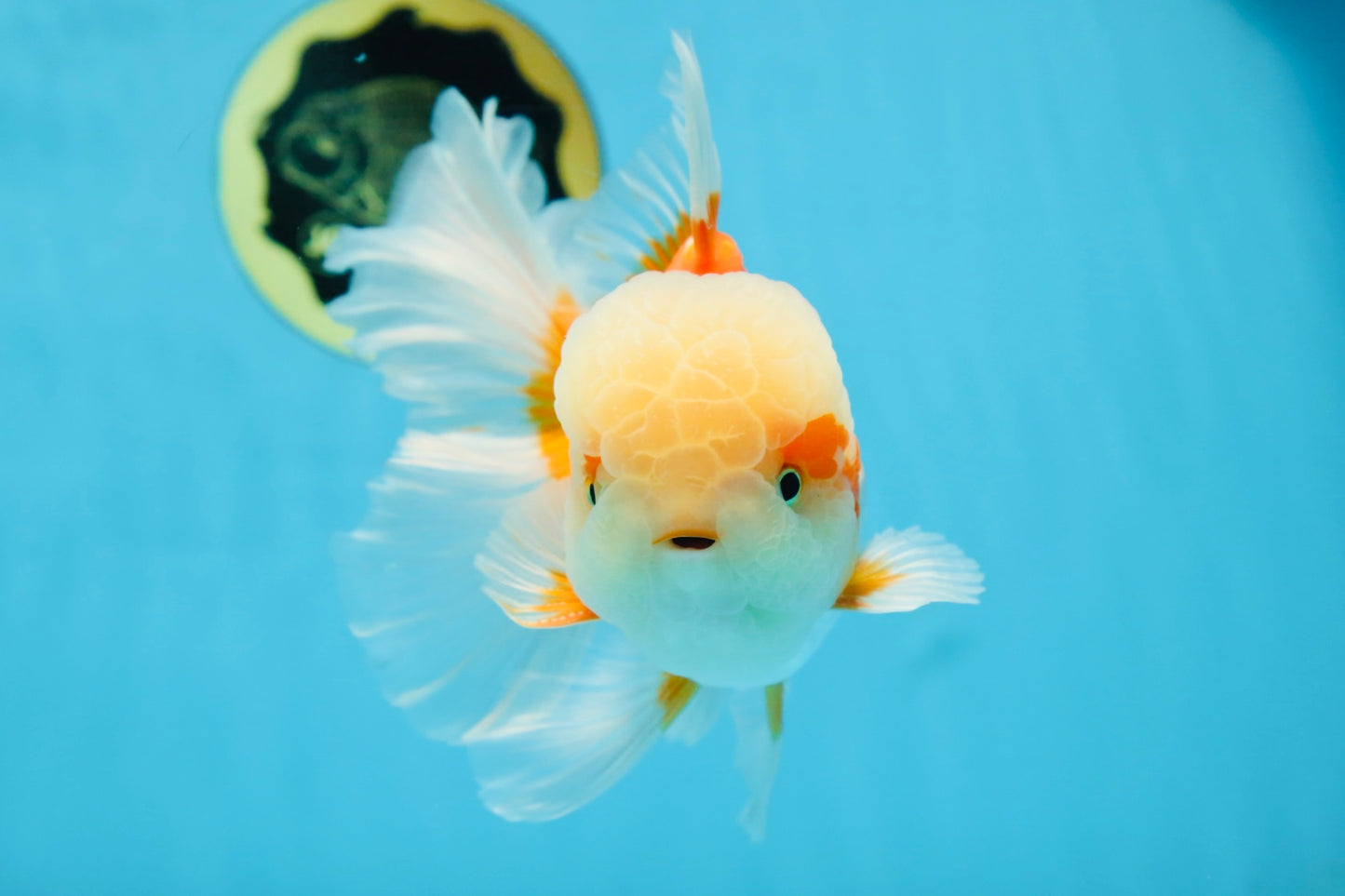 SUPER CUTE AAA Grade Red White Oranda Male 6 inches #082225OR_08