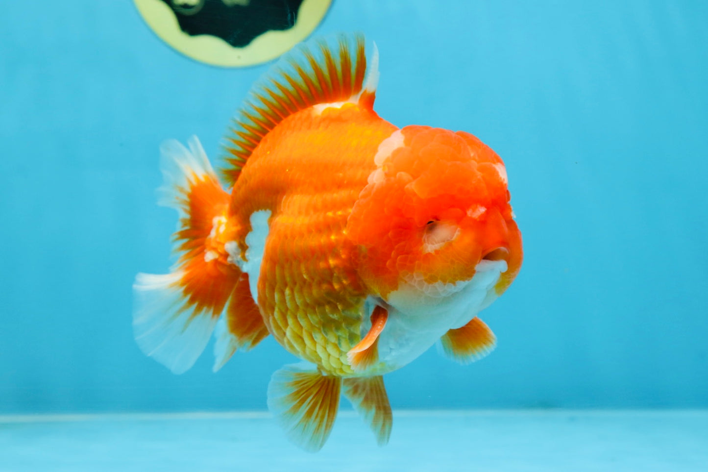 SHOW GRADE Godzilla Red White Yuanbao Male 5-5.5 inches #101725YB_999