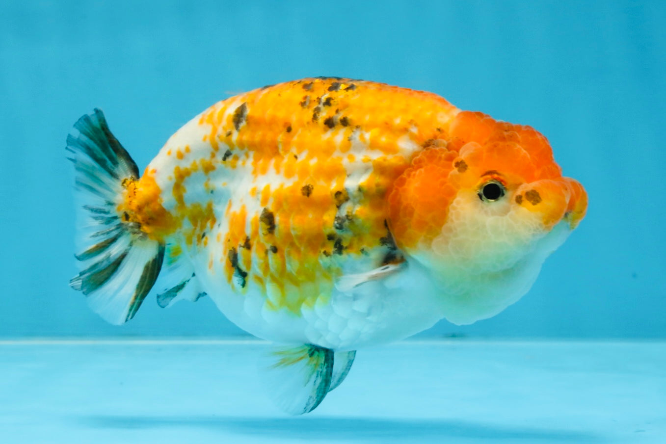 Tricolor Lionchu Female 5 inches #103125LC_16