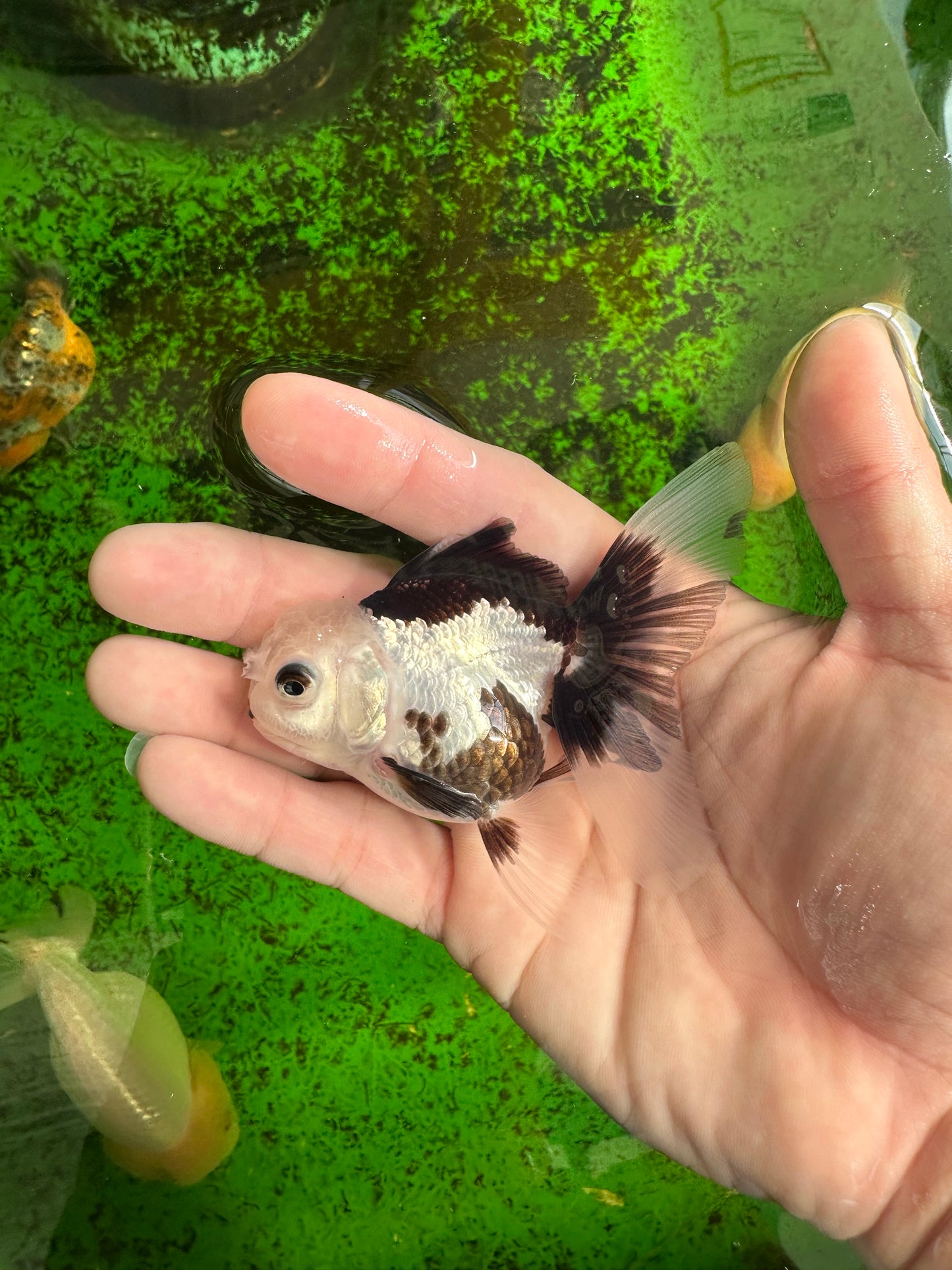 Solid White Black Panda Oranda Female 3-3.5 inches #1011OR_30