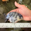 AAA Grade White Tiger Ranchu Female 4.5 inches #071726RC_09