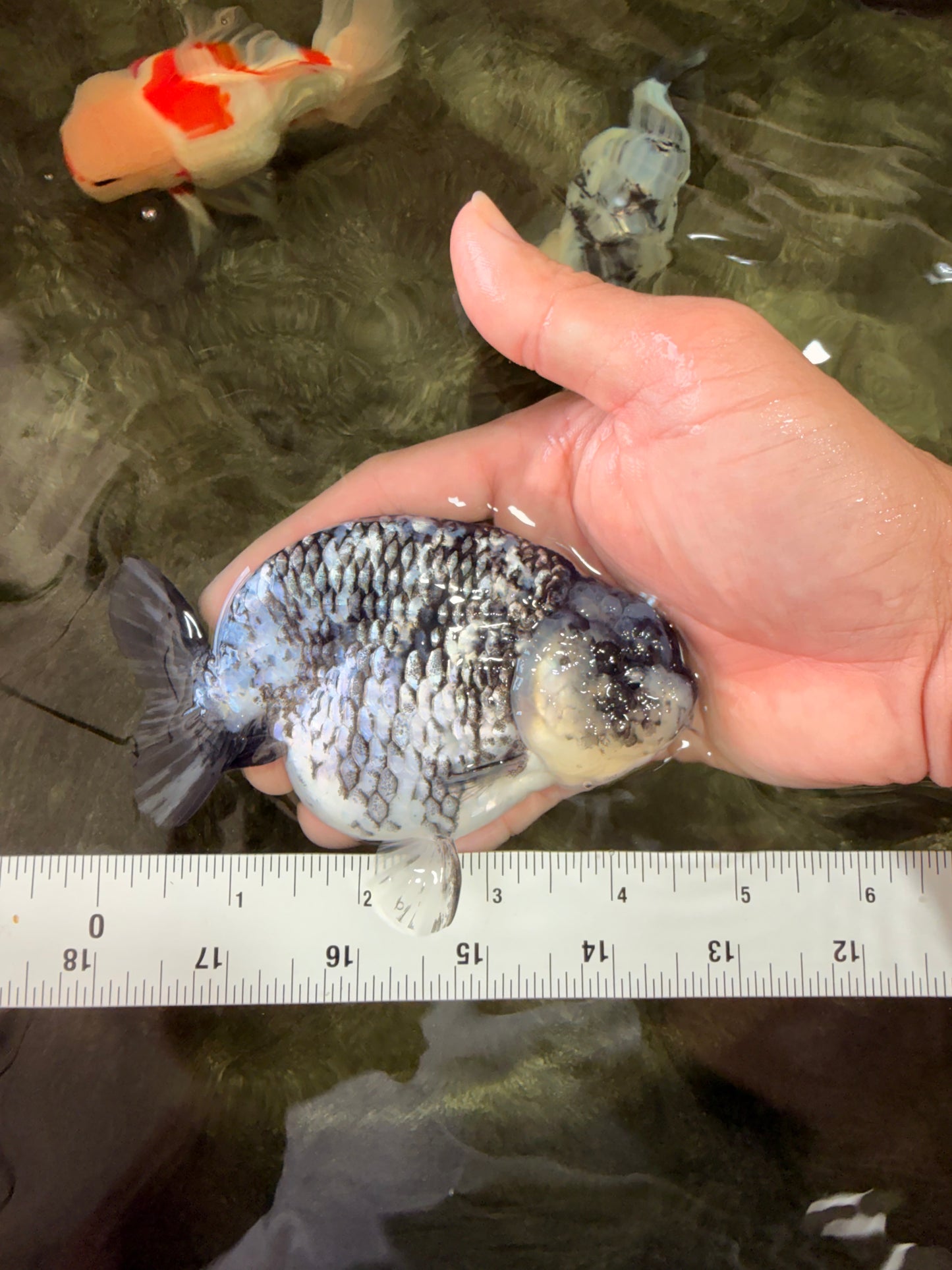 AAA Grade White Tiger Ranchu Female 4.5 inches #071726RC_09