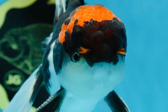 A Grade Color Pop Tricolor Oranda Male 4.5 inches #020725OR_25