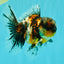 AAA Grade Calico Oranda Male 5 inches #070626OR_06