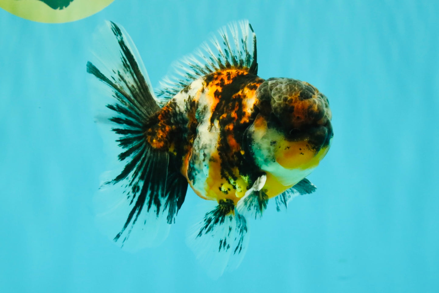 AAA Grade Calico Oranda Male 5 inches #070626OR_06