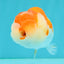 CHUBBY A Grade Red White LionQueen Female 4 inches #042426LC_20