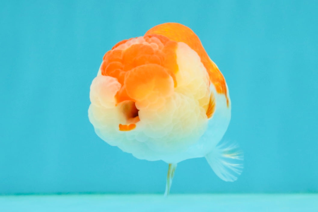 CHUBBY A Grade Red White LionQueen Female 4 inches #042426LC_20