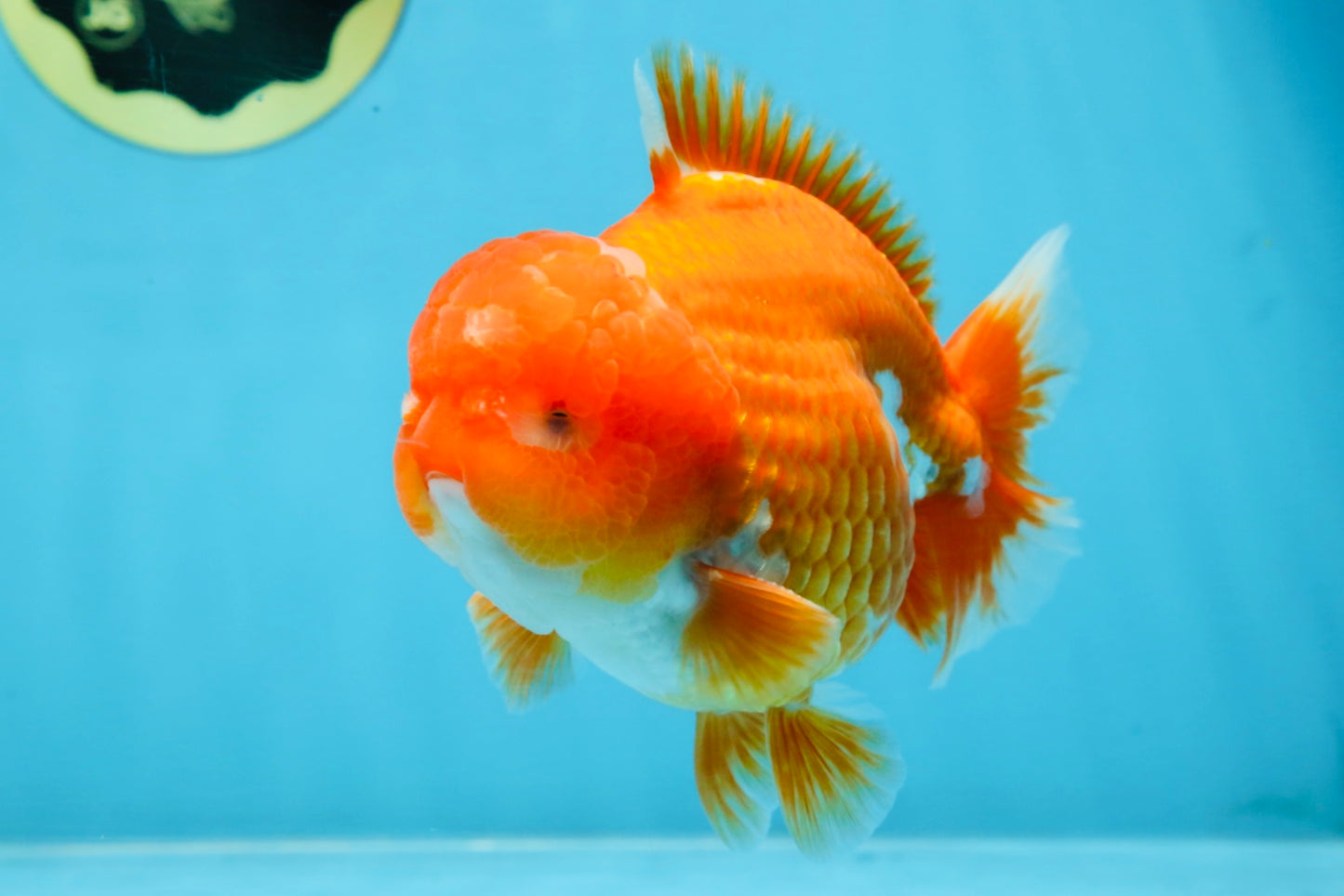 SHOW GRADE Godzilla Red White Yuanbao Male 5-5.5 inches #101725YB_999