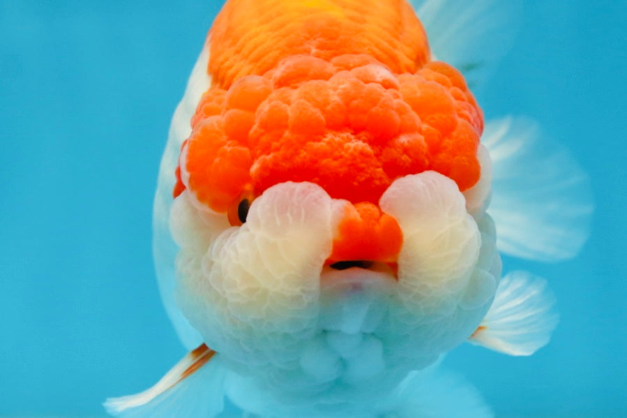 AAA Grade Red White LionKing 5.5-6 inches #081525LC_01