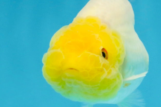 White Lionchu Female 3.5-4 inches #121225LC_14