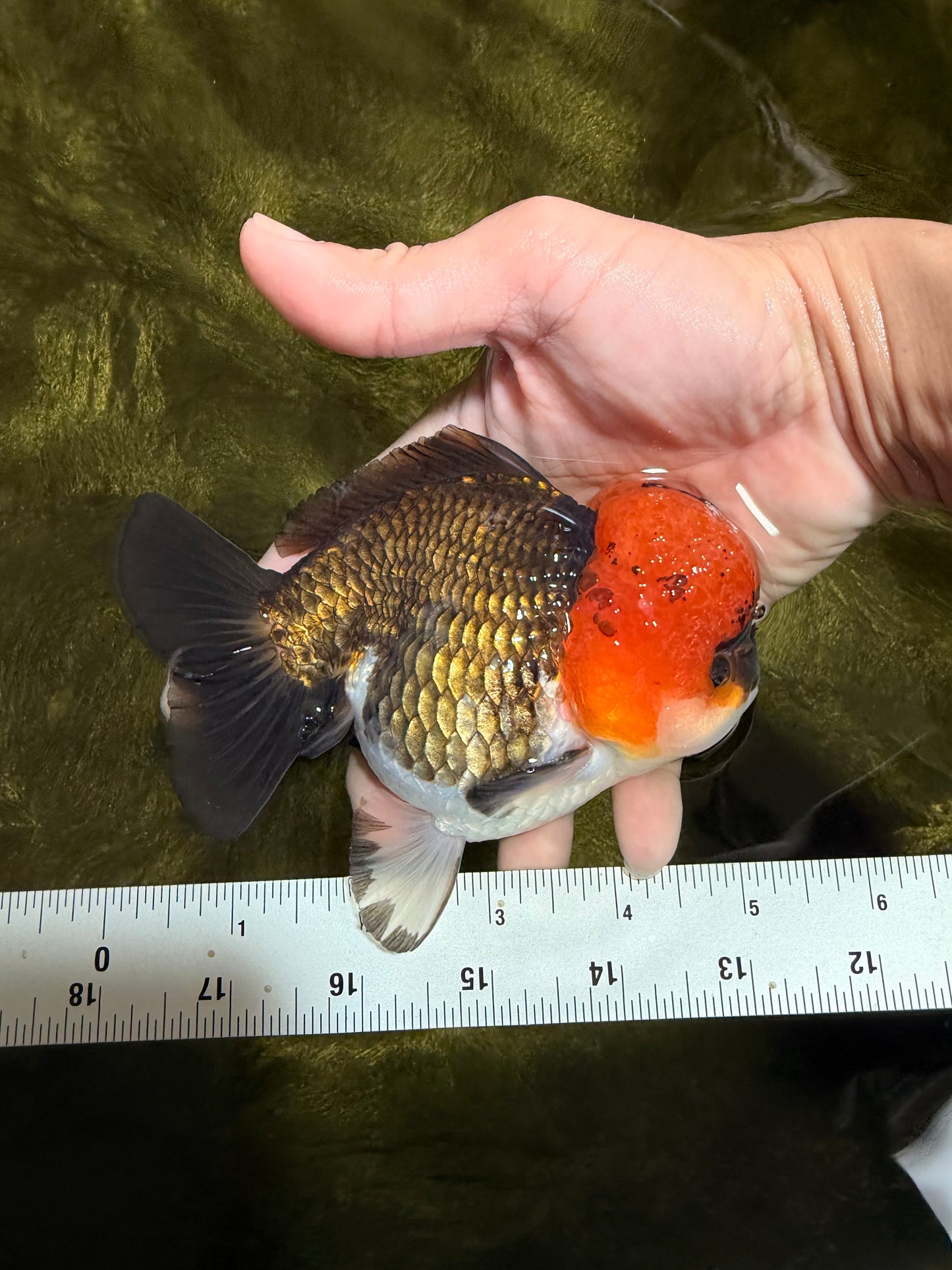 ADORABLE Tricolor Yuanbao Male 5 inches #040326YB_02