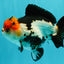 SUPER CUTE Tricolor Yuanbao Male 5-5.5 inches #051526YB_07