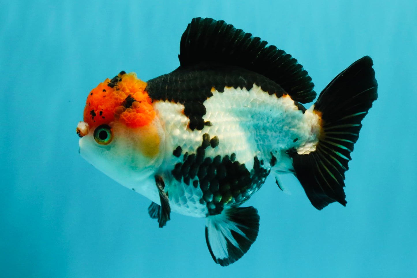 SUPER CUTE Tricolor Yuanbao Male 5-5.5 inches #051526YB_07