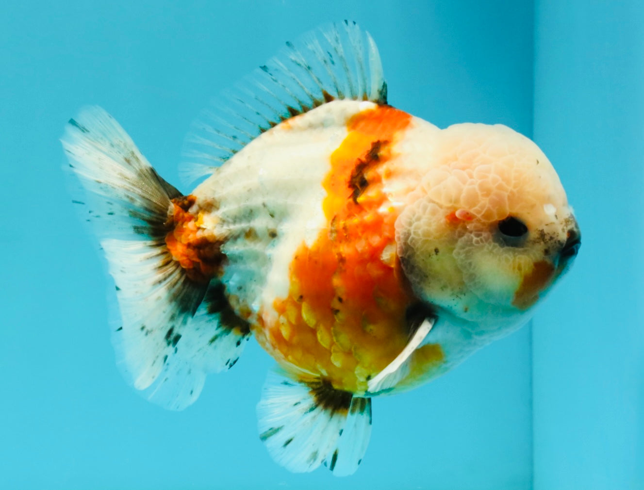 A Grade Sakura Yuanbao Male 5.5 inches #032026YB_23