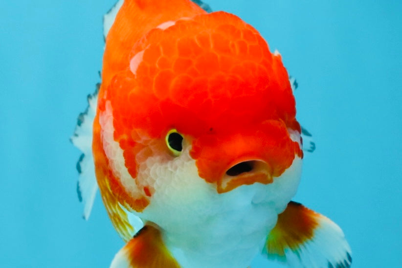 SPECIAL AAA Grade Red White Yuanbao Male 5-5.5 inches #032726YB_02