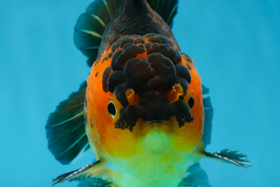 A Grade SUPER CUTE Apache Yuanbao Male 5 inches #091925YB_17