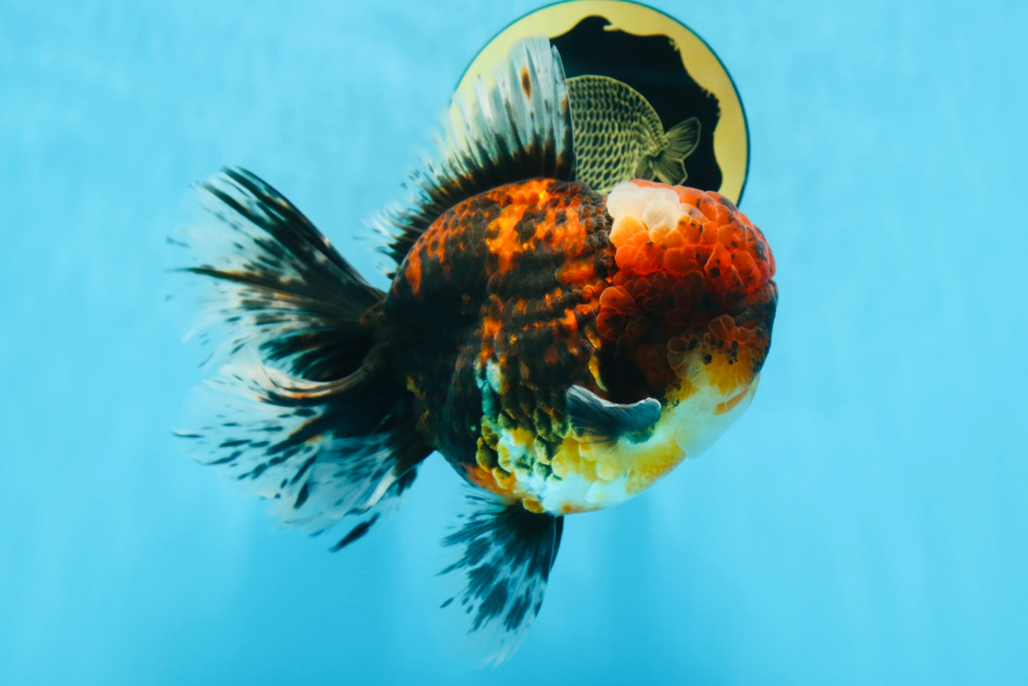 AAA Grade Godzilla Tiger Oranda Male 6 inches #080125OR_07