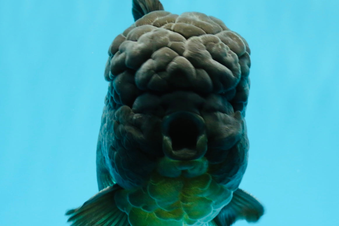 GODZILLA AAA Grade Black Oranda Male 6.5 inches #022026OR_04