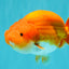 A Grade Red White LionKing 4.5-5 inches #072426LC_33