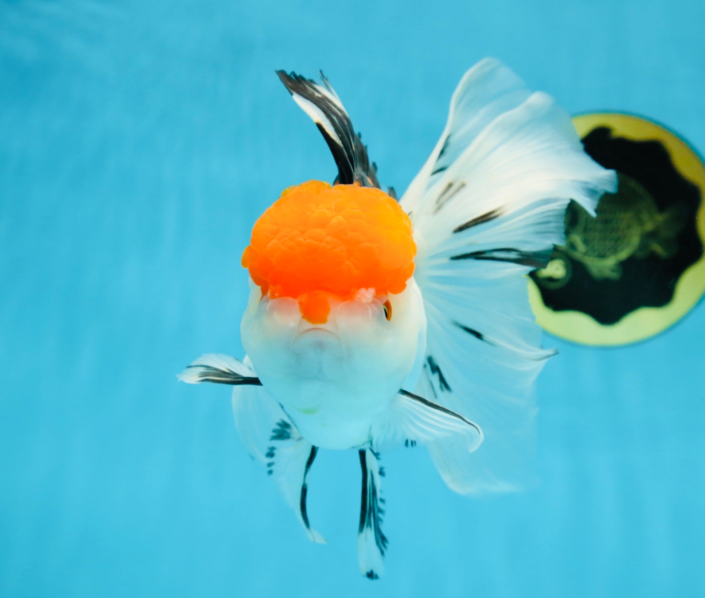 A Grade Tricolor Oranda Female 6-6.5 inches #071125OR_10