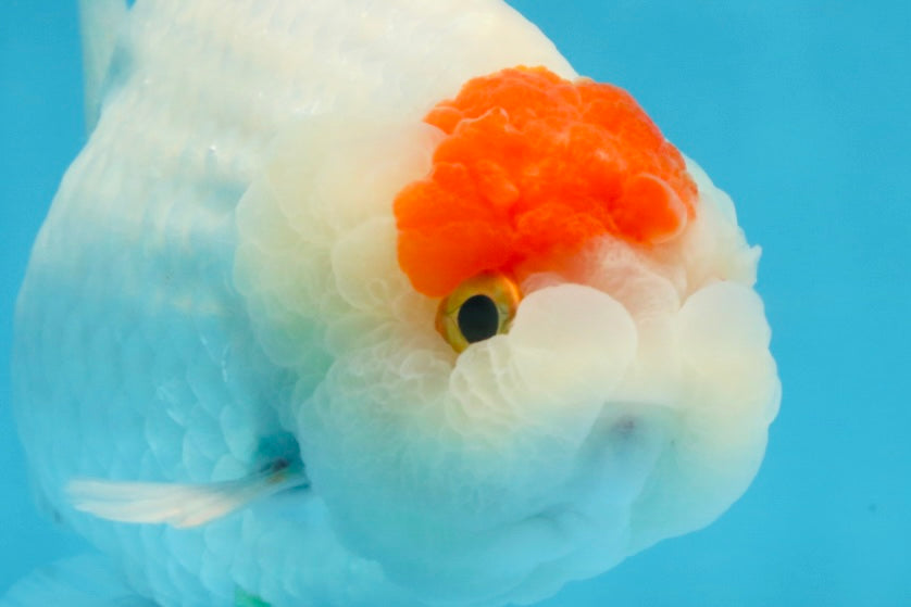 A Grade BEAUTY Red White Tancho LionQueen 6 inches #091925LC_26